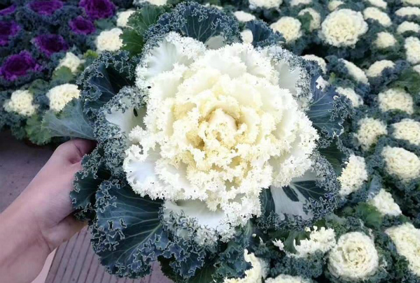 Dân Việt rộ mốt mua hồng sa mạc về vừa chơi Tết, vừa... ăn