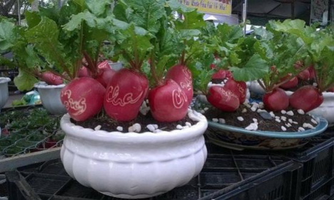 Những chậu rau quả 'độc lạ' đắt khách cho Tết