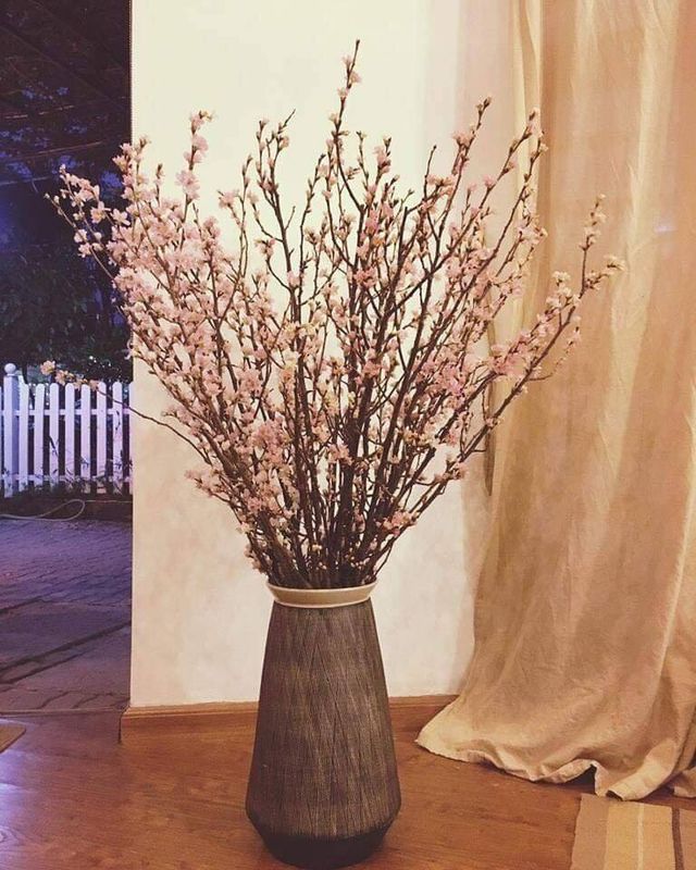 Anh đào Sakura trái vụ siêu hiếm xuất hiện dịp Tết Hà Nội