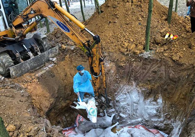 Dịch tả lợn châu Phi đã xuất hiện ở 9 tỉnh của Việt Nam