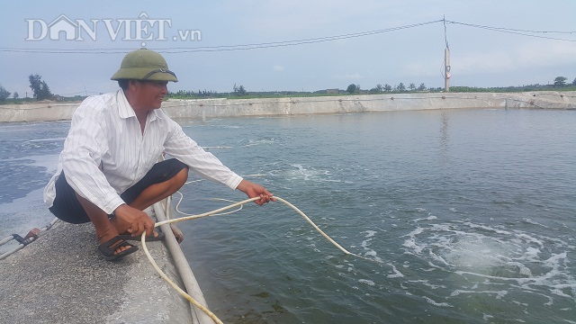 Làm giàu ở nông thôn: Xây ao nổi cho ngao đẻ, có tiền tỷ mỗi năm