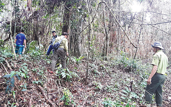Phát hiện hơn 1.000ha rừng sâm ba kích tím tự nhiên