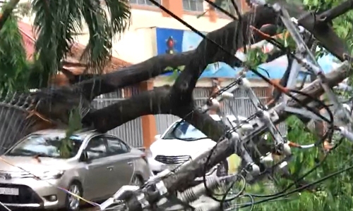 Gió mạnh nhổ cây to bật gốc, đè bẹp ô tô ở TP. HCM