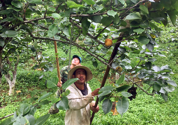 Mùa lê giòn ngọt trên