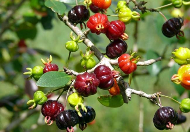 Từng chỉ được trồng làm hàng rào, nay cho quả bán trăm nghìn/kg