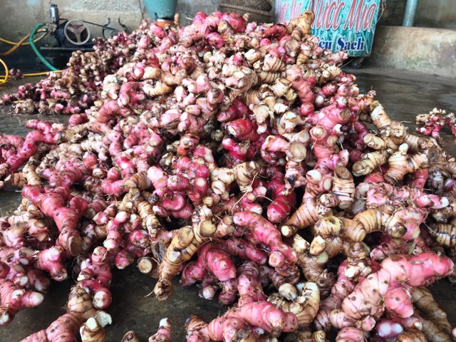 Cả làng trồng cây ra củ đỏ hay nấu giả cầy, cứ 1ha thu 300 triệu