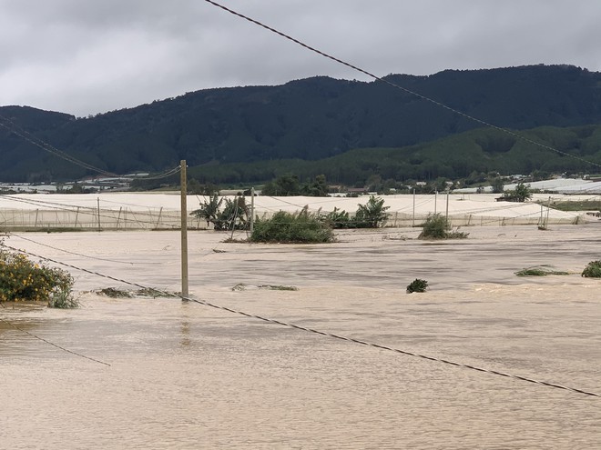 Hơn 355 ha rau màu ở Đơn Dương chìm trong biển nước