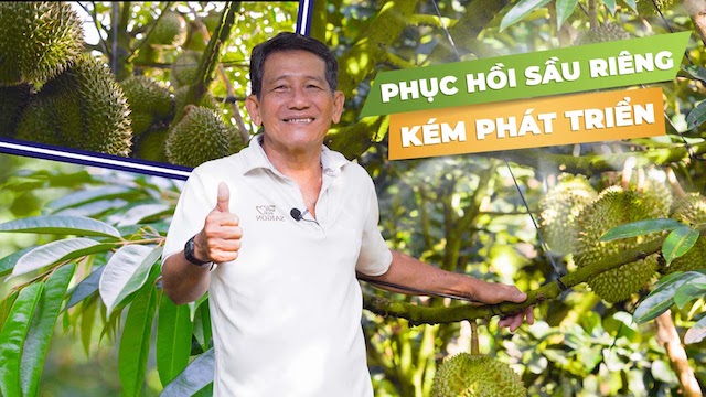 Thủy Sính: Cùng nhà nông vượt hạn mặn, phục hồi vườn sầu riêng