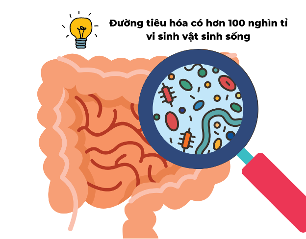 Ứng dụng của probiotic trong điều trị bệnh viêm ruột