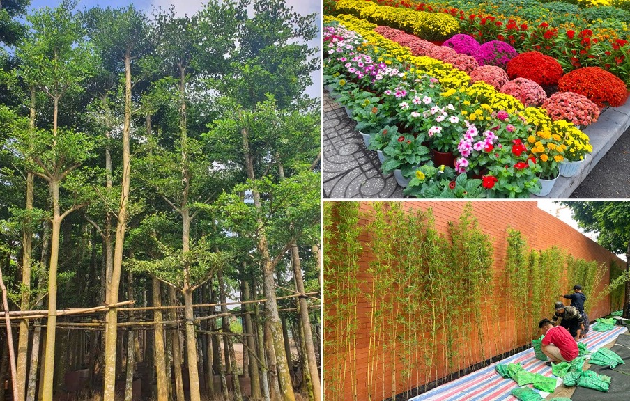 Cây Ba Miền: 10 năm xây chữ “Tín” bằng năng lực “Thật” tại thị trường cảnh quan miền Trung